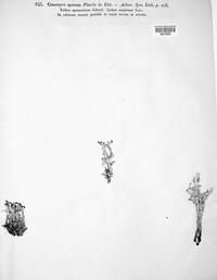 Cladonia squamosa image